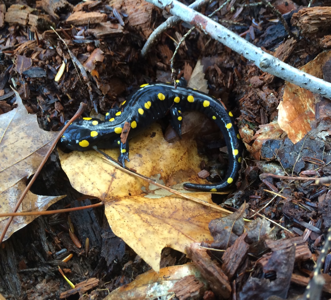 img-amphibian-biodiversity-min