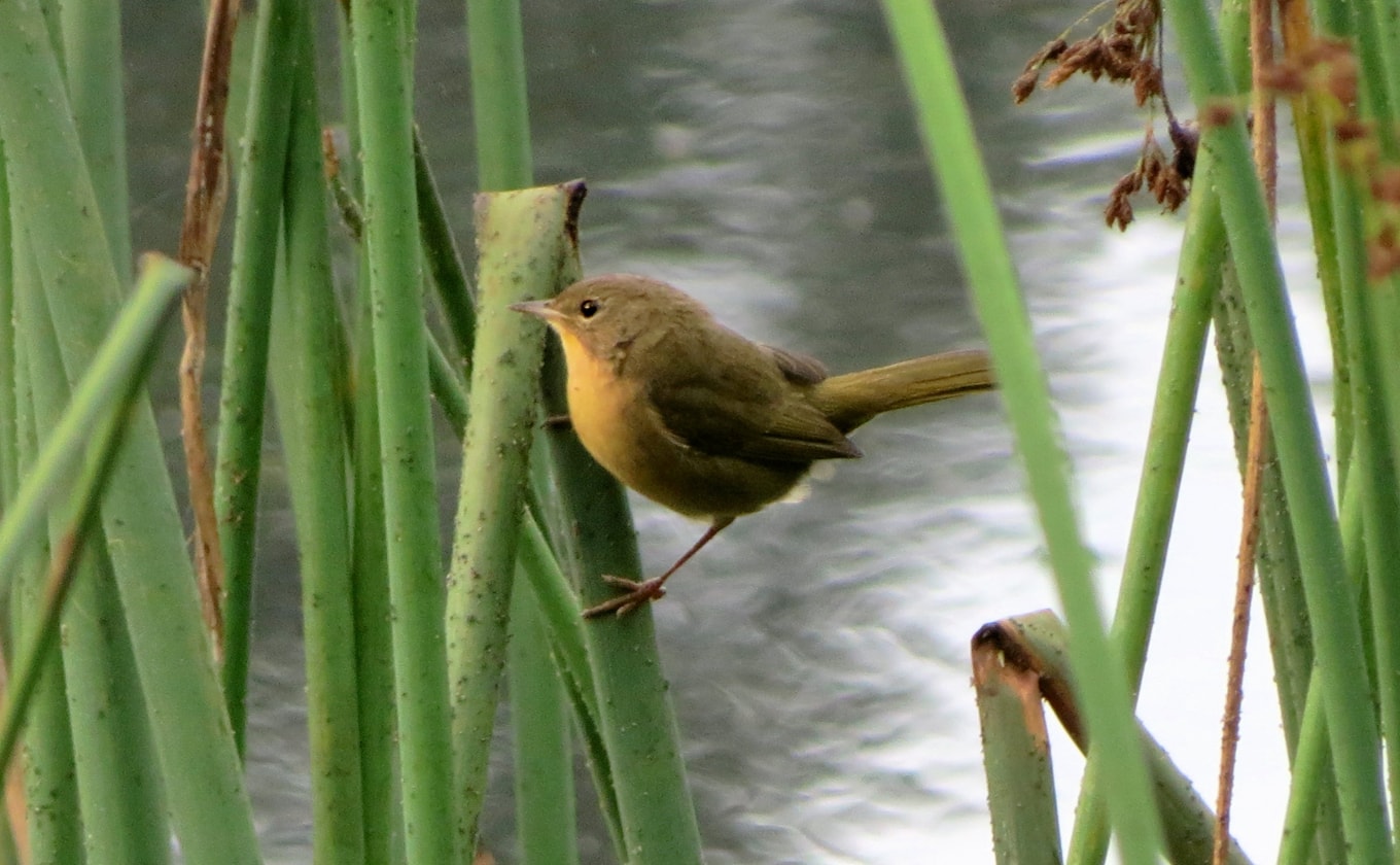 img-bird-sustainability-min